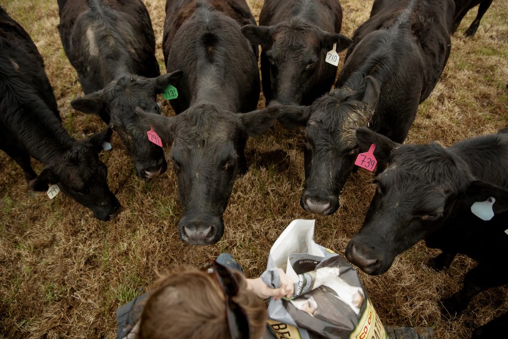 Proposed state budget to fund UT Martin Cattle Outreach, Workforce Facility