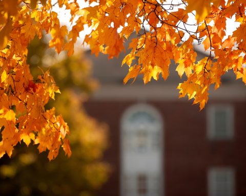 Orange leaves on a tree are shown in front of a building in the background
