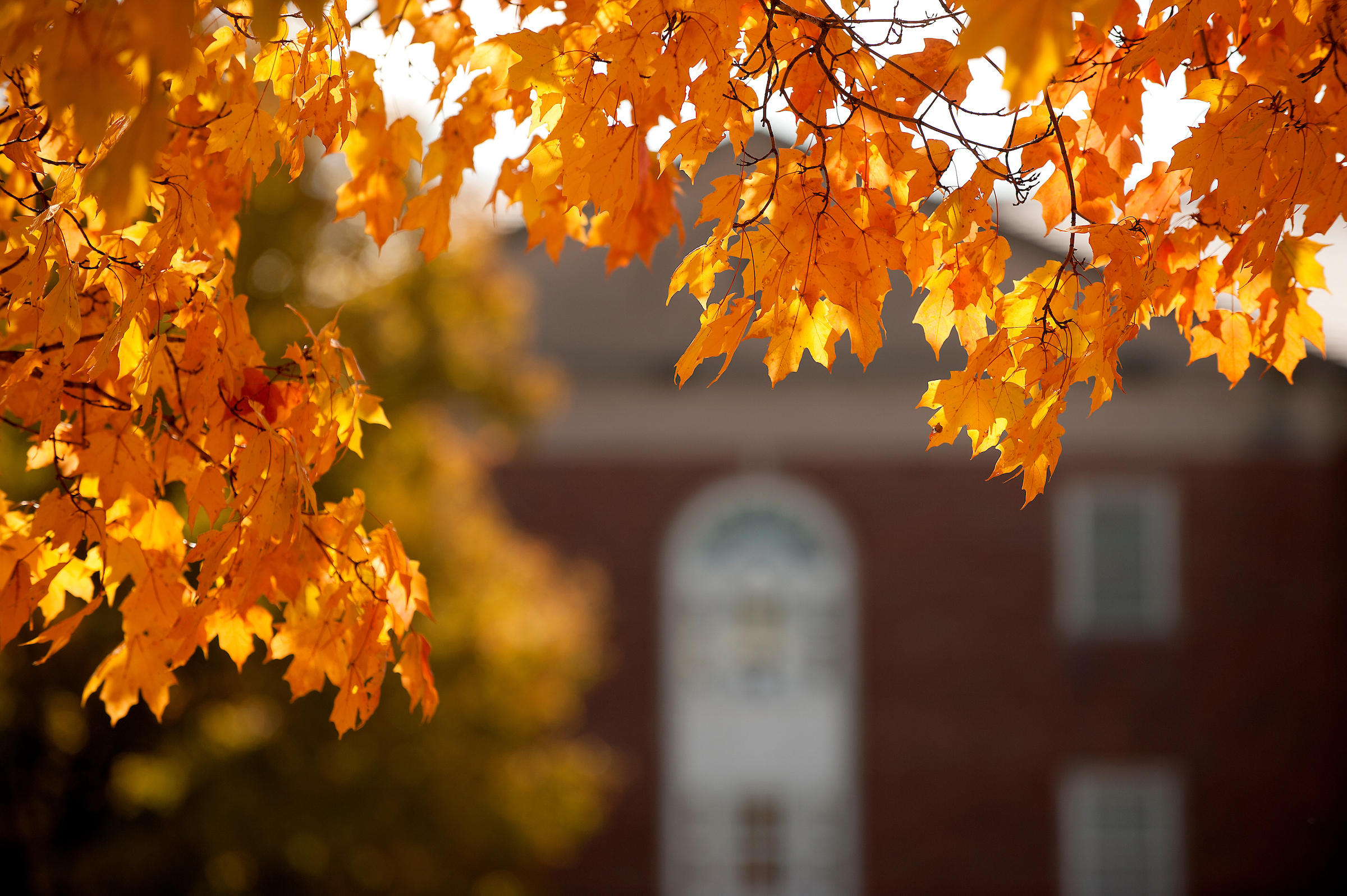 Orange leaves on a tree are shown in front of a building in the background